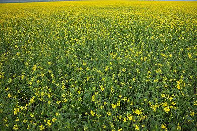 粉丝利用虚幻5自制《星战：旧共和国武士》场景